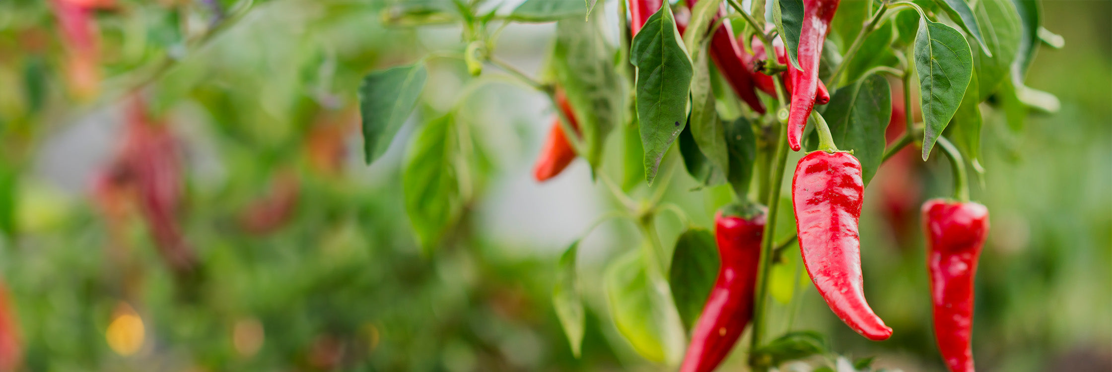 Natürlich handgemacht